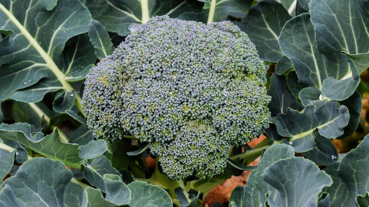 broccoli-plant