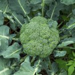 Brokkoli-Anbau: Vom Saatgut bis zur Ernte