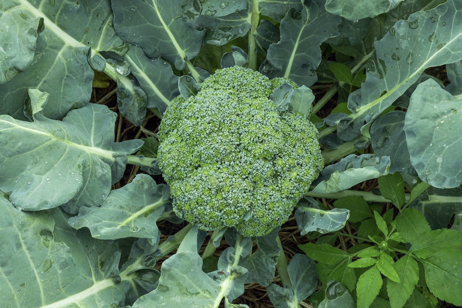 Broccoli,Plant,With,Flowers,And,Green,Leaves,In,Garden,A