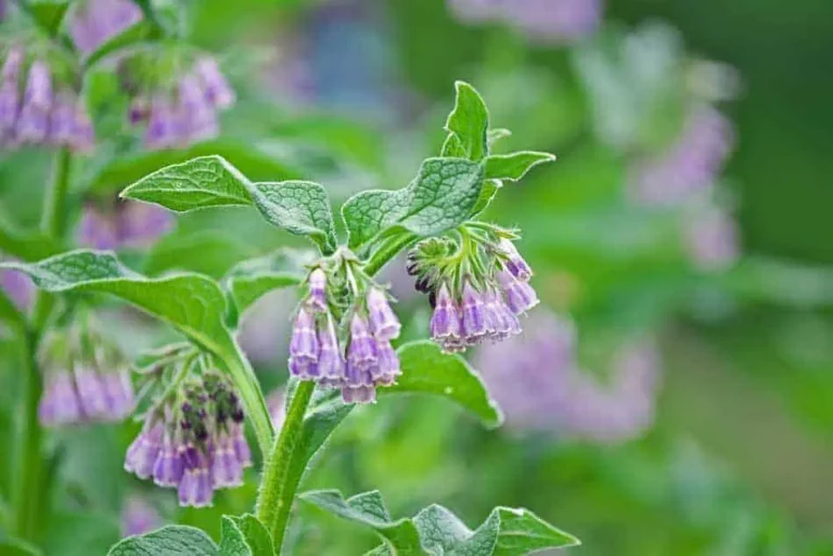 Wie man Beinwell-Dünger herstellt