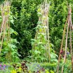 Grüne Bohnen anbauen leicht gemacht: Ein Leitfaden für alle