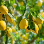 Warum kräuseln sich die Blätter des Zitronenbaums und wie man es beheben kann