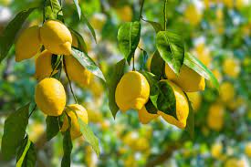 Warum kräuseln sich die Blätter des Zitronenbaums und wie man es beheben kann