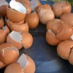 Eierschalen im Garten verwenden