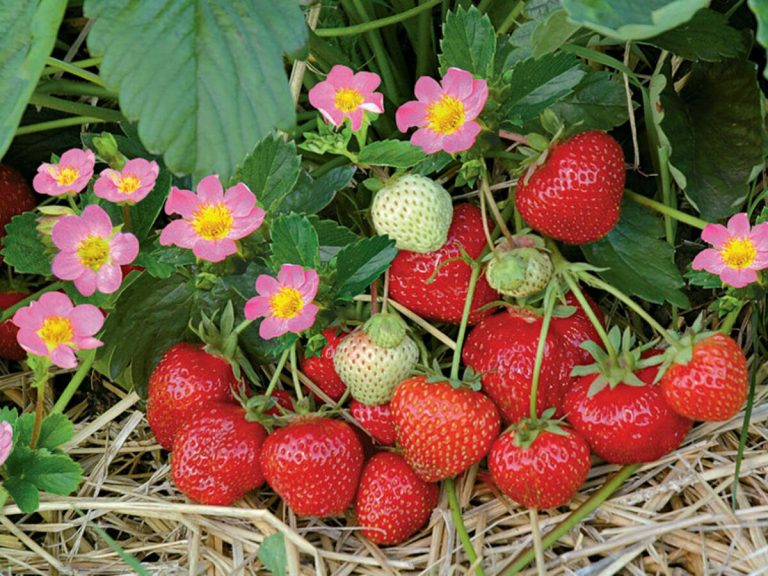 Wie Sie Ihre Erdbeerpflanzen gesund halten