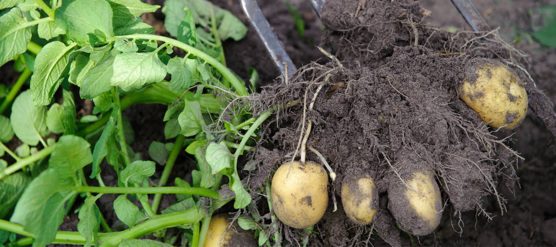 12 Tipps für einen erfolgreichen Kartoffelanbau