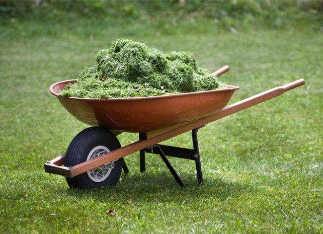 how-to-use-grass-clippings