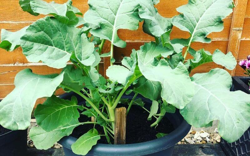 Tipps und Tricks für den Anbau von Brokkoli in Containern