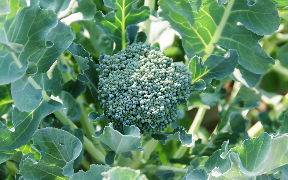 Brokkoli-Begleiter: Was man in der Nähe pflanzen sollte