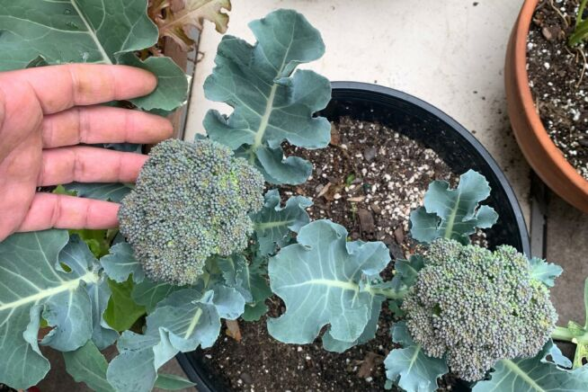 Brokkoli-Begleiter: Was man in der Nähe pflanzen sollte