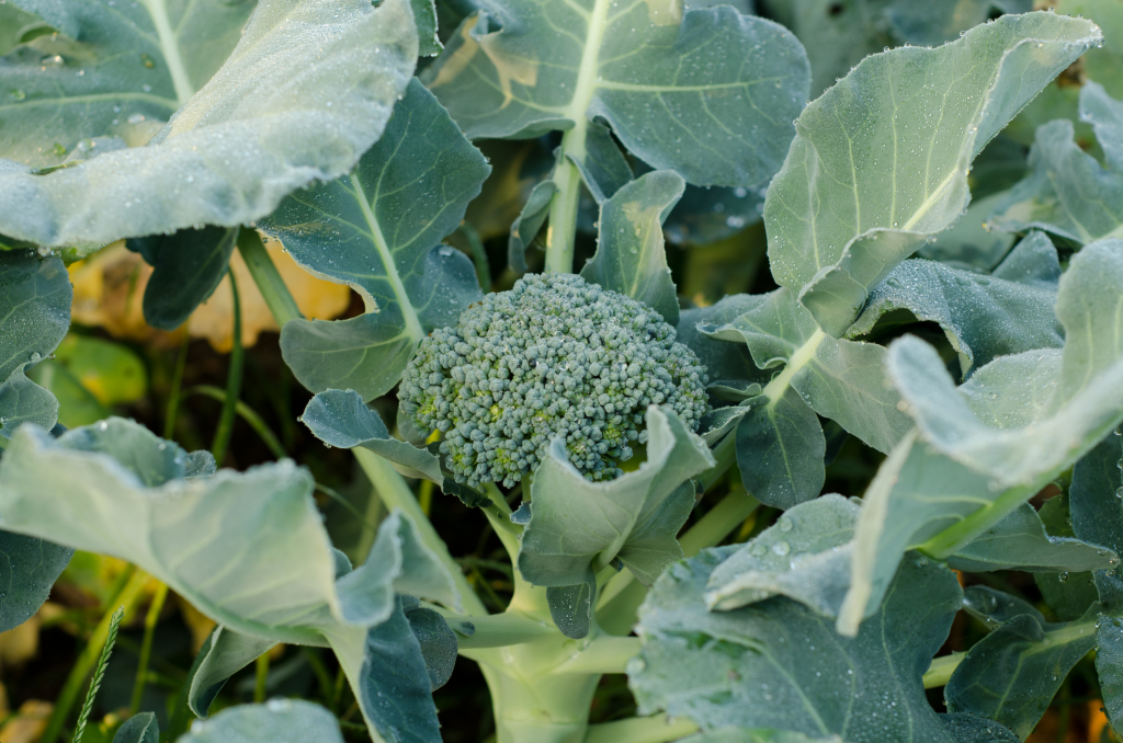 Brokkoli-Anbau: Vom Saatgut bis zur Ernte