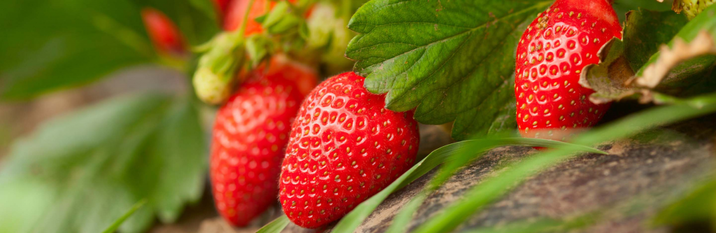 Wie Sie Ihre Erdbeerpflanzen gesund halten