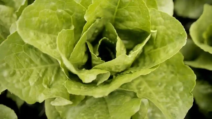 10 Fakten über den Anbau von Kopfsalat