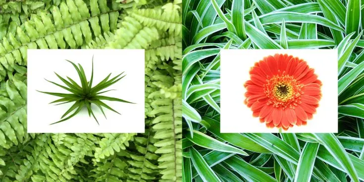 Reinigen Jade-Pflanzen die Luft in Ihrem Haus?