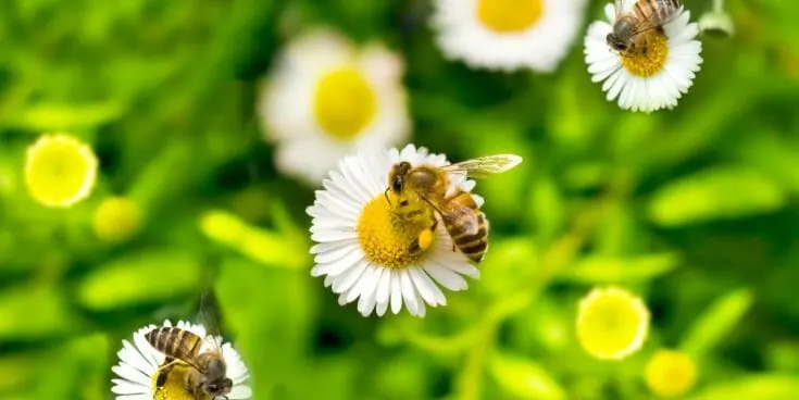 15 schöne Pflanzen, die perfekt für einen bienenfreundlichen Garten sind