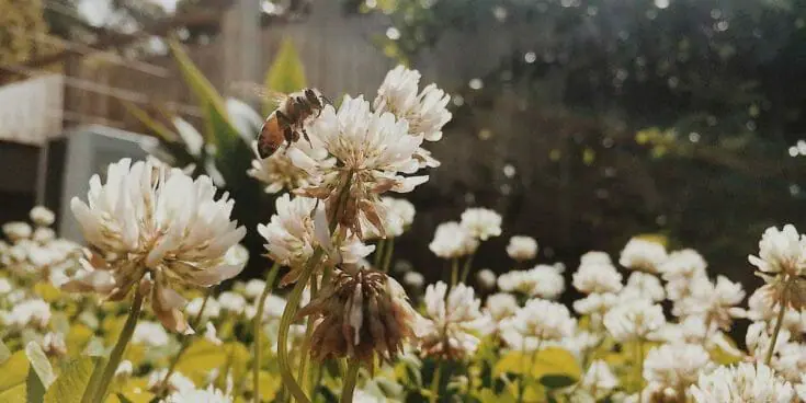 15 schöne Pflanzen, die perfekt für einen bienenfreundlichen Garten sind