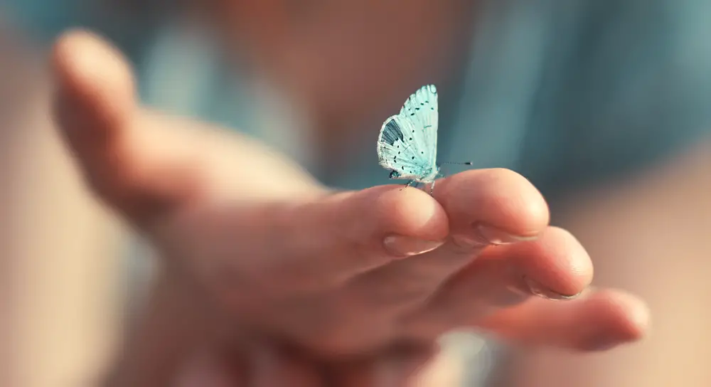 Fünf wichtige Gründe, warum Schmetterlinge wichtig sind