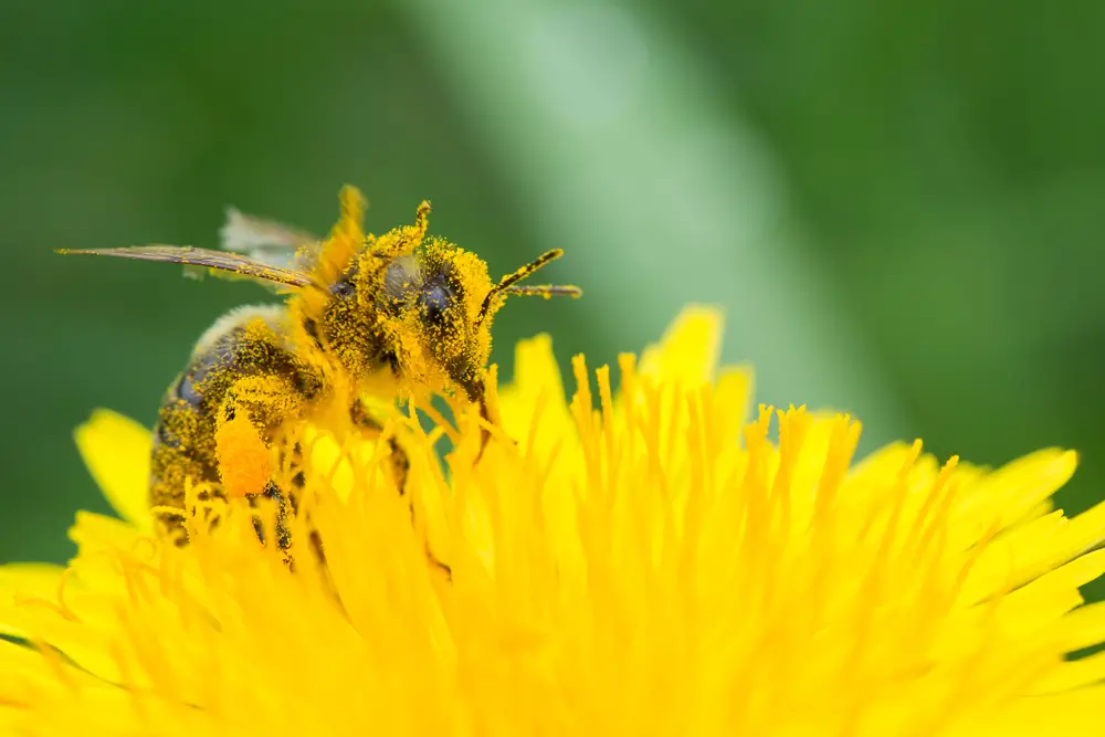 Warum sind Pollen wichtig
