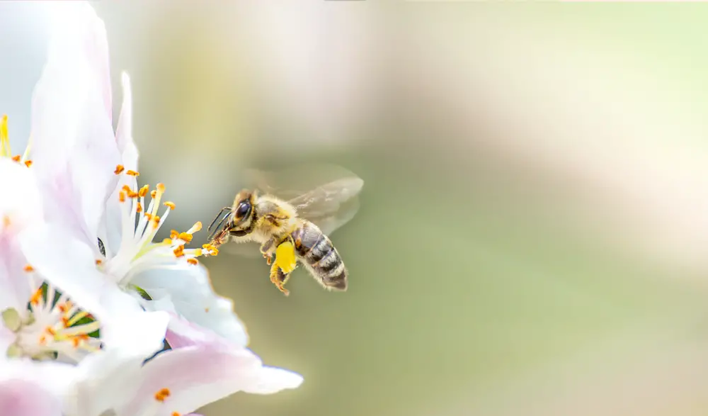 Warum sind Pollen wichtig