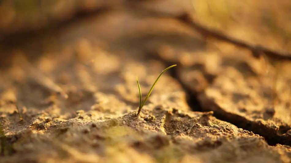 Ist Lehmboden gut für das Pflanzenwachstum?