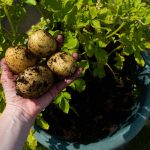 Wie pflanzt man Kartoffeln in einem Container?