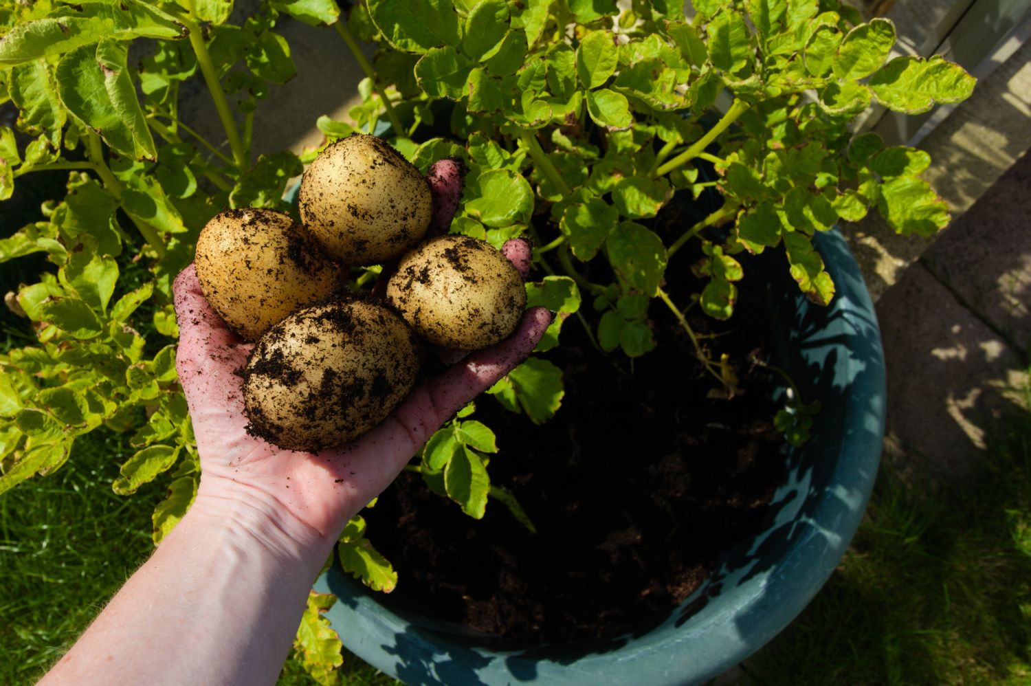 Wie pflanzt man Kartoffeln in einem Container?