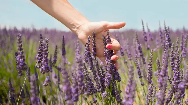 LAVENDER in Töpfen wachsen lassen – Lavendelpflege