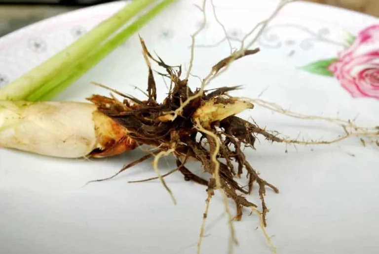 Wie man Zitronengras zu Hause anbaut