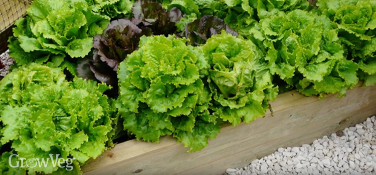 10 Fakten über den Anbau von Kopfsalat