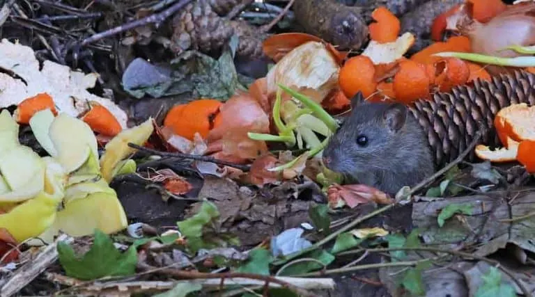 Ziehen Komposttonnen Ratten an? Wie man es verhindern kann!