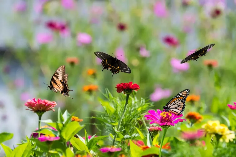 Fünf wichtige Gründe, warum Schmetterlinge wichtig sind