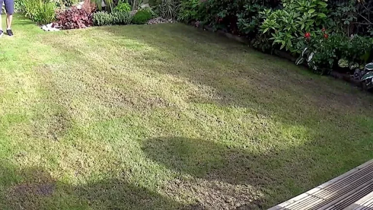 Vertikutieren eines Rasens: Pflege eines vernachlässigten Rasens