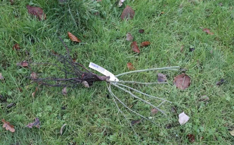 Wie man wurzelnackte Rosen pflanzt