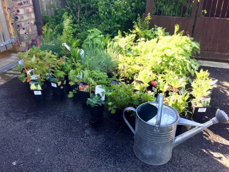 Angst vor dem Scheitern bei der Gartenarbeit und wie man sie überwindet