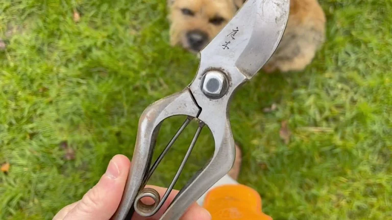 Wie man tief hängende Obstbaumzweige beschneidet: Der einfache Weg