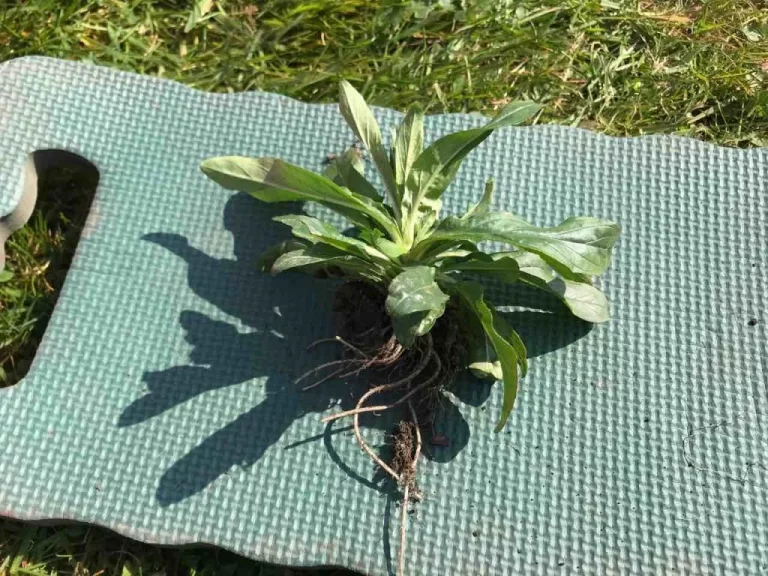 Unkraut jäten ohne Chemie: Biologische Unkrautentfernungstechniken