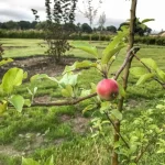 Young-apple-tree-garden-ninja
