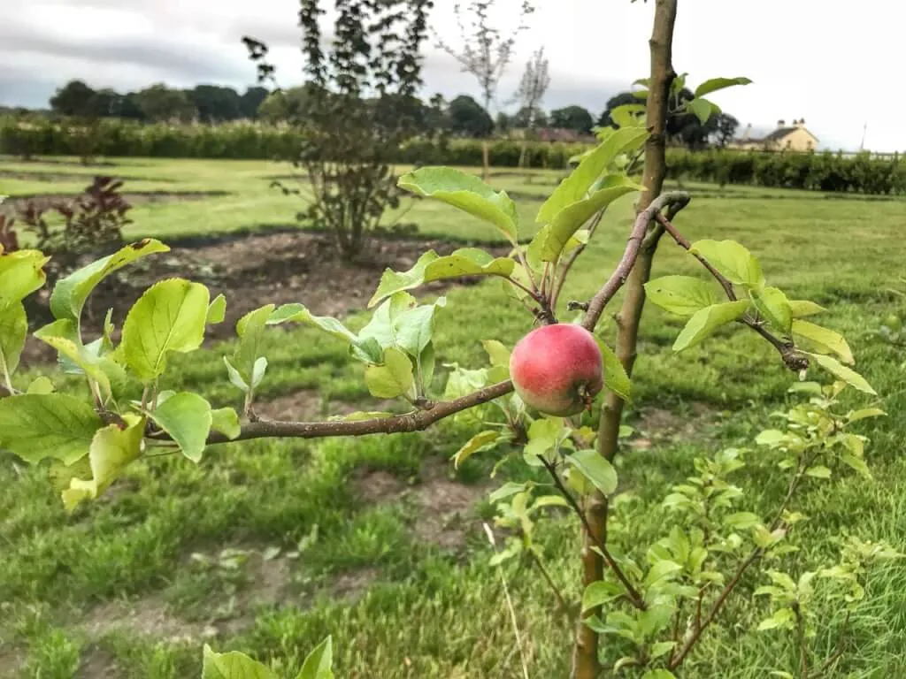 Wie man einen Apfelbaum beschneidet: Ultimative Anleitung für Anfänger