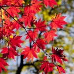 autumn-leaves-garden-ninja-1024×682.jpg