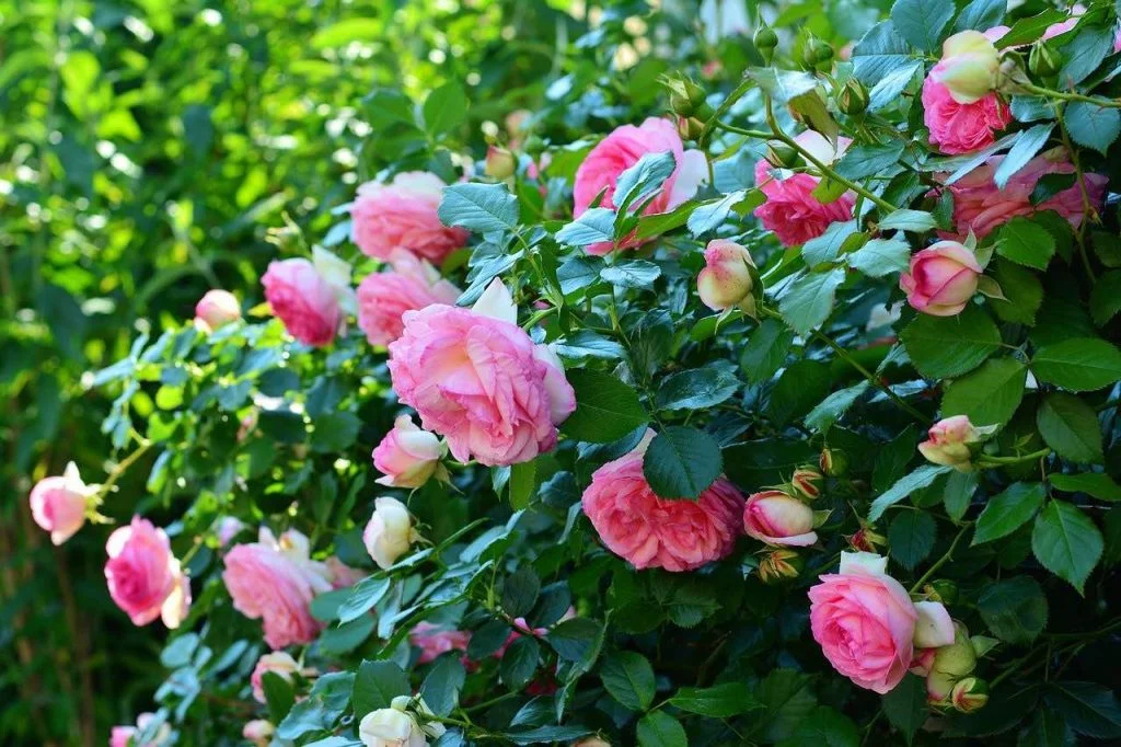 Wie man wurzelnackte Rosen pflanzt
