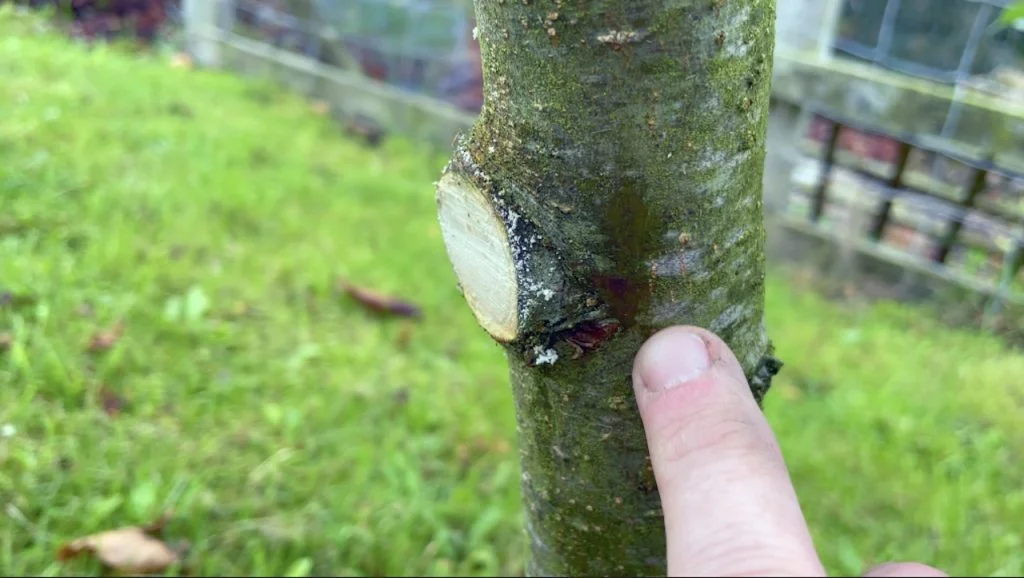 Wie man tief hängende Obstbaumzweige beschneidet: Der einfache Weg