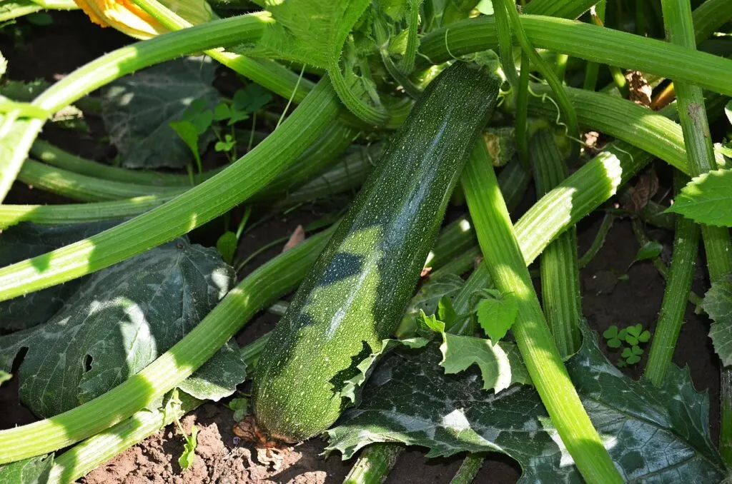 20 Gemüse für Anfänger im Garten