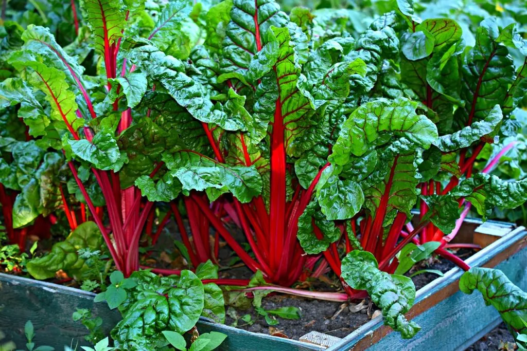 20 Gemüse für Anfänger im Garten
