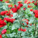 Schneiden von Rosen: Der Leitfaden für Anfänger zum einfachen Schneiden