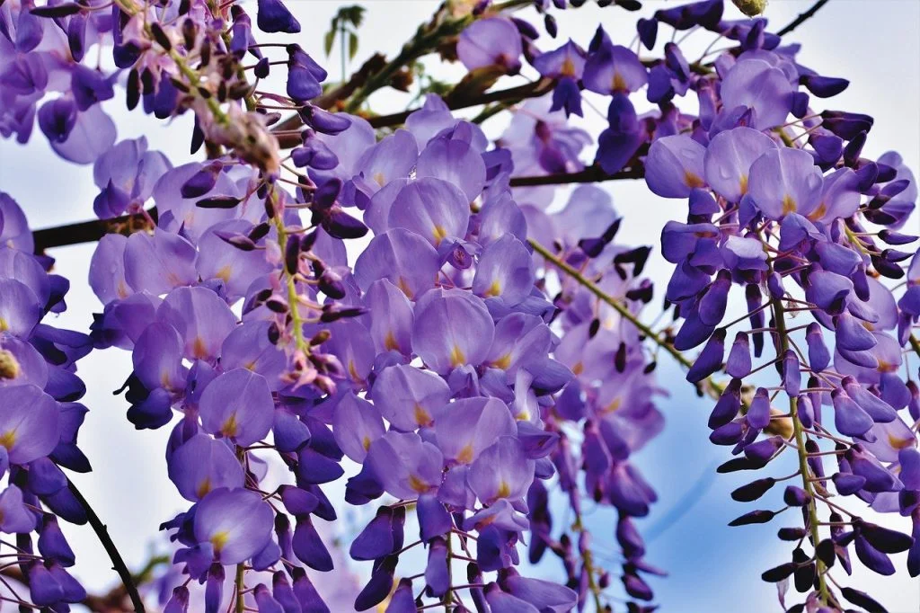 wisteria-flowers-and-how-to-prune-wisteia-guide-garden-ninja-1024×682.jpg