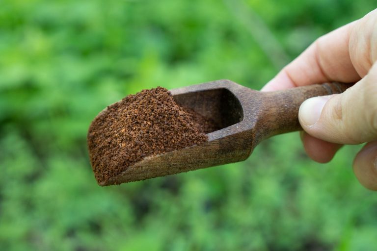 Sind Kaffeesatz gut für den Rasen?