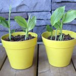 How-To-Grow-Turmeric-In-A-Pot