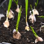 How-grow-garlic-containers