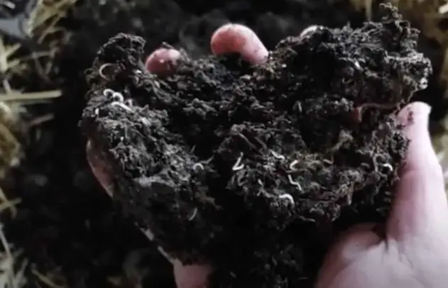 Kann man Nudeln kompostieren?