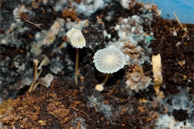 Mushroomenkompost 2023 | Vorteile, Nachteile & Optionen